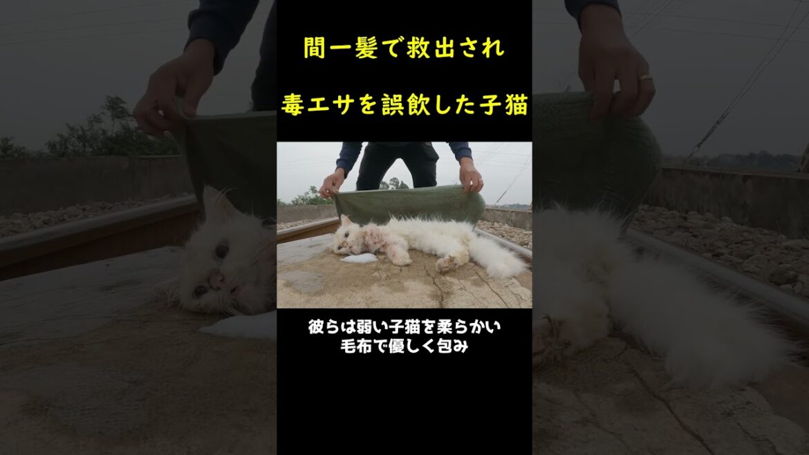 線路に捨てられた瀕死の子猫！！🐈