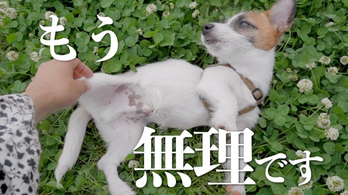 学校をリノベーションしたドッグランで遊びまくったら子犬が限界を迎えました/＆HAUS/ジャックラッセルテリア