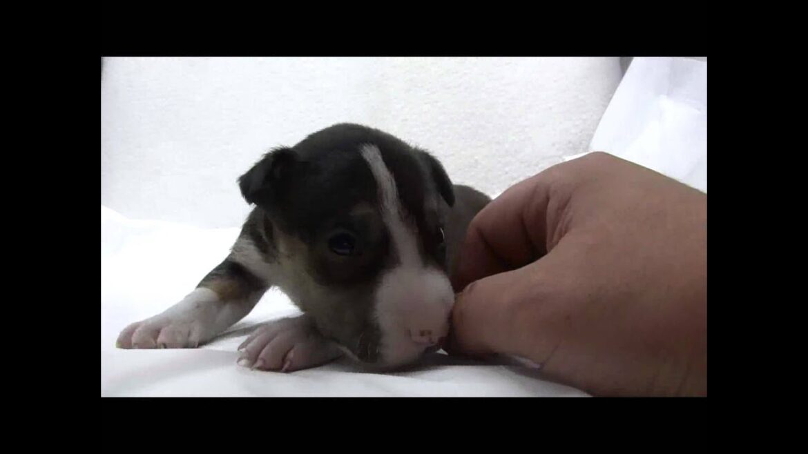 ミニチュアブルテリアの子犬06