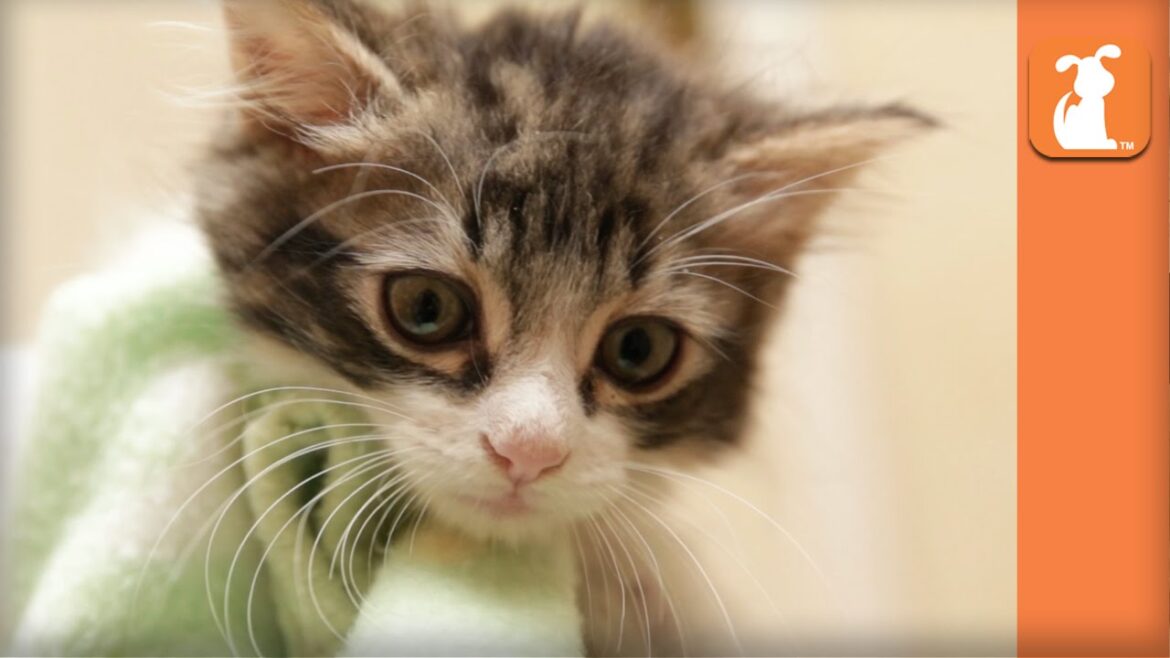 Rescue Kitten With Manx Syndrome Needs Home Rescue Kitten With Manx Syndrome Needs Home