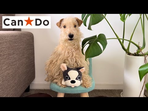 【キャンドゥ購入品】パペットのぬいぐるみ330円(税込)で遊ぶテリアがかわいい。lakeland terrier 【キャンドゥ購入品】パペットのぬいぐるみ330円(税込)で遊ぶテリアがかわいい。lakeland terrier