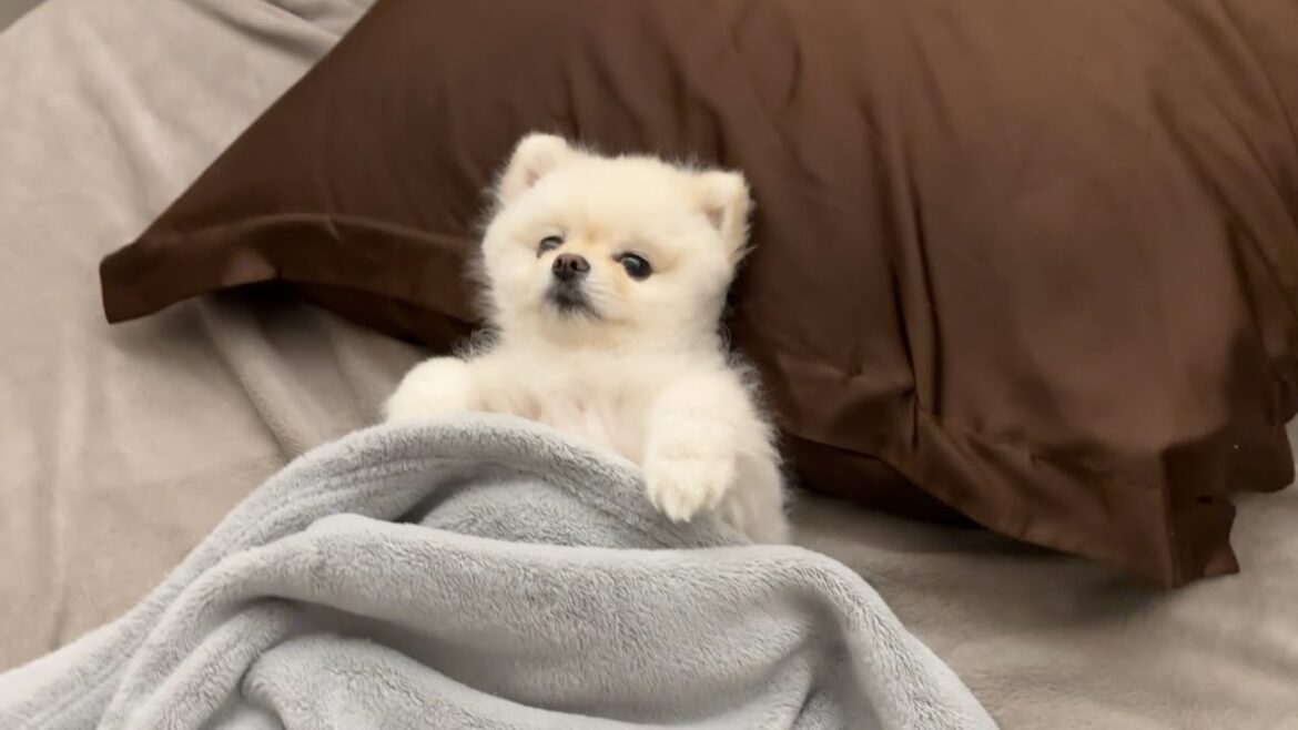 毎晩ベッドで一緒に寝てくれるポメラニアン