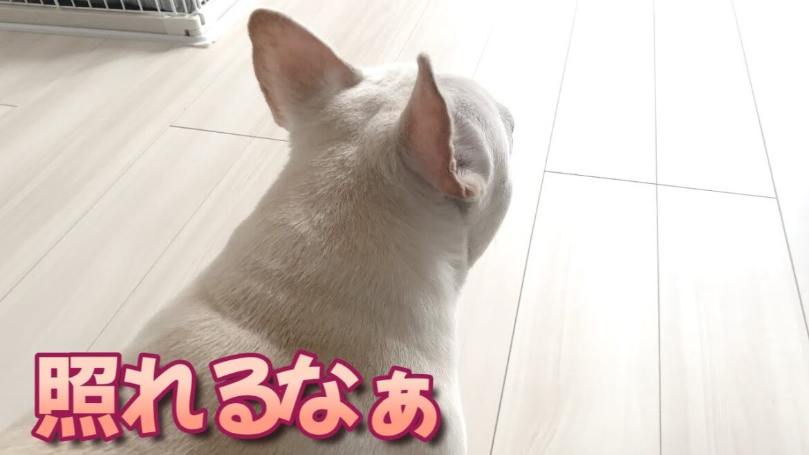 おじさんにプレゼントを渡して照れる犬が可愛い【フレンチブルドッグ frenchbulldog】 おじさんにプレゼントを渡して照れる犬が可愛い【フレンチブルドッグ frenchbulldog】