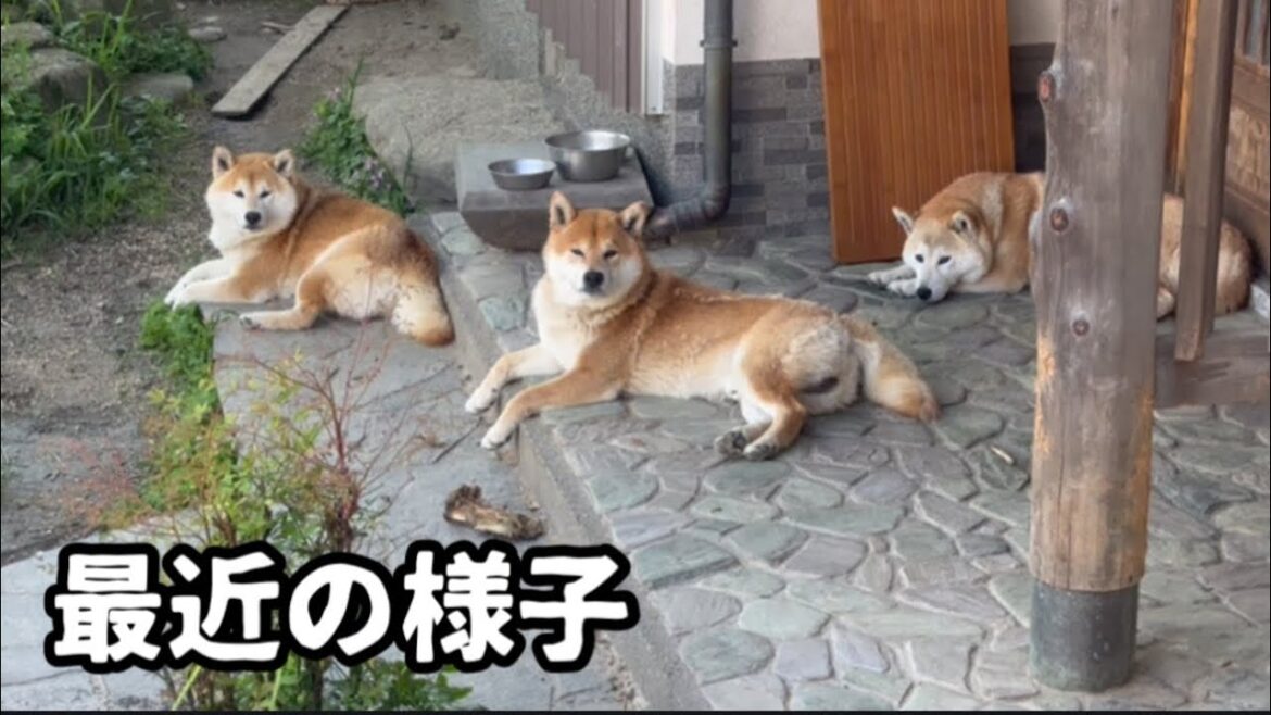 最近のうちの柴犬達！