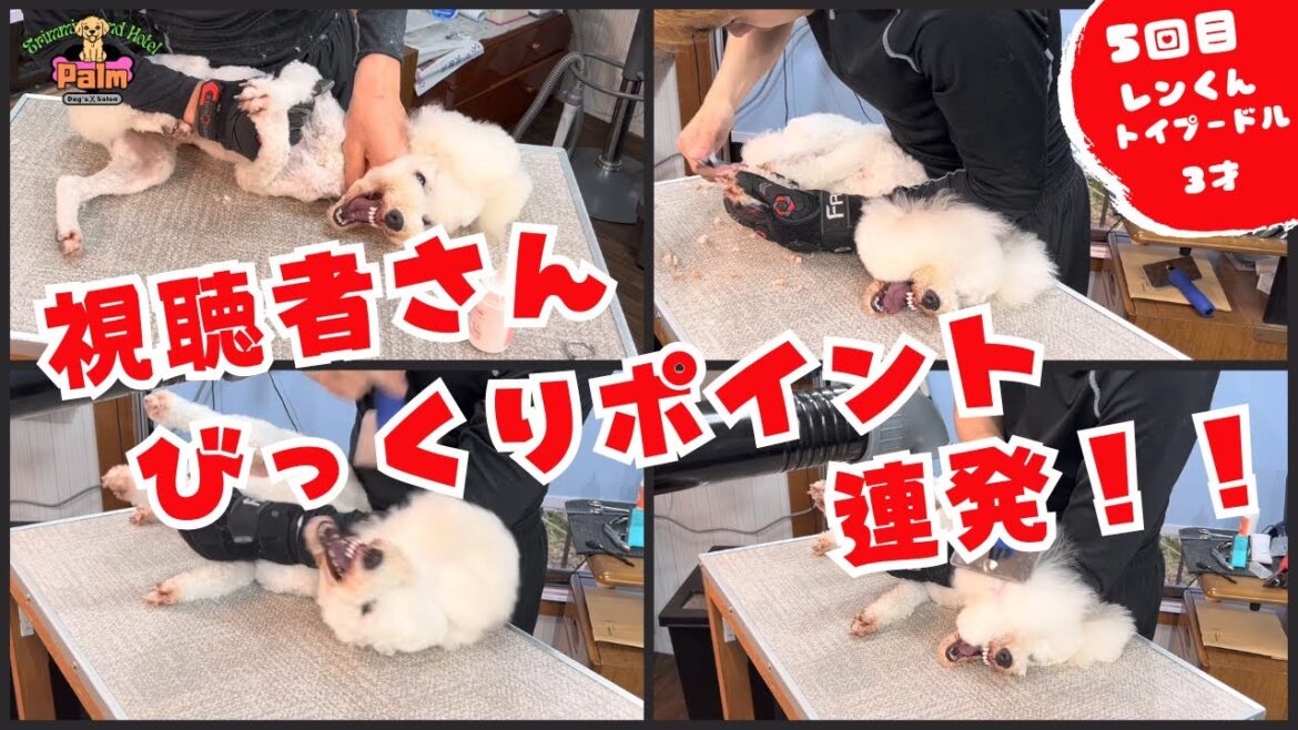 トイプードルの噛み犬トリミング!慣れるのはなかなか難しいよね! トイプードルの噛み犬トリミング!慣れるのはなかなか難しいよね!