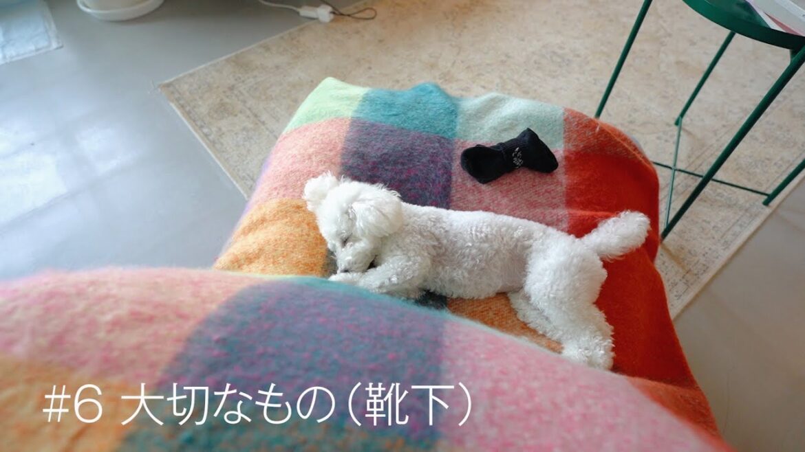 【 白 トイプードル 】愛犬のかわいい瞬間 20選