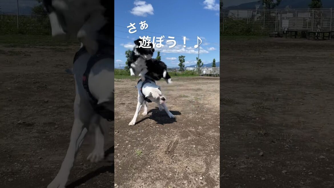 楽しく遊んで走ってすっきり♪ ゴールデンレトリバー　ボクサー犬