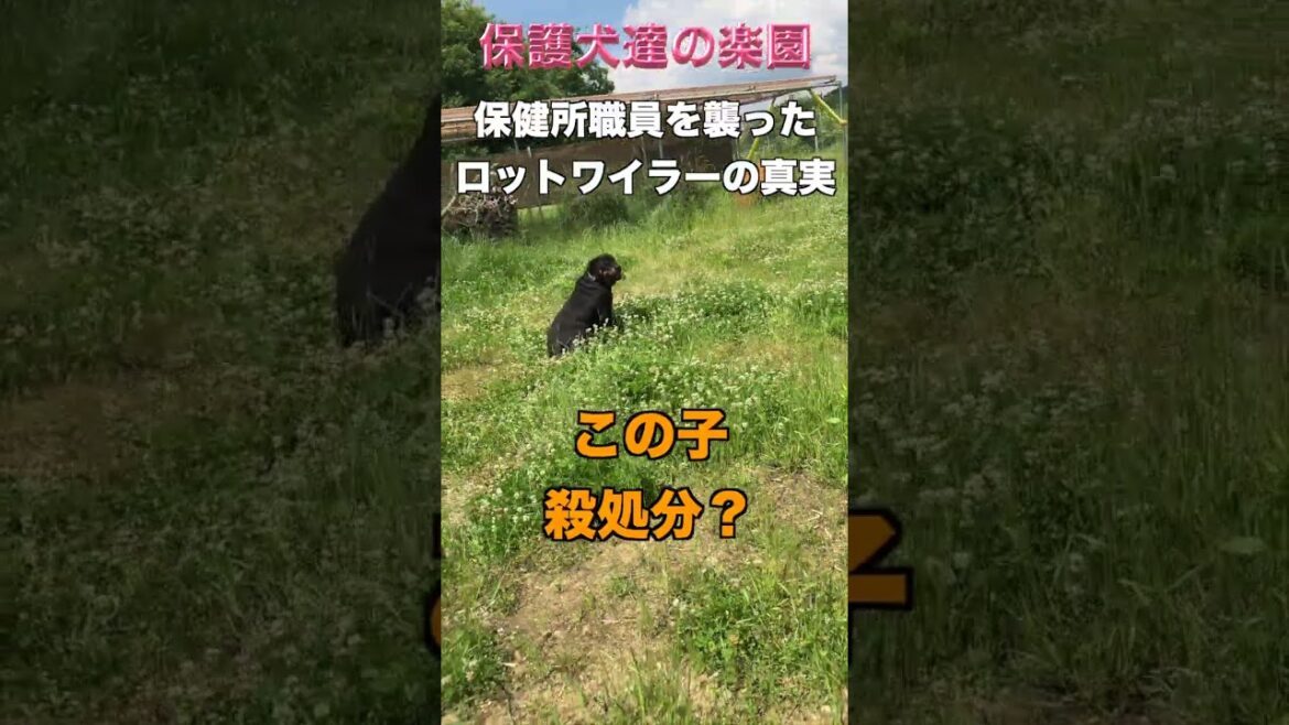 保健所職員を襲ったロットワイラーの真実　 #保護犬を飼おう #rottweiler #殺処分 #保健所