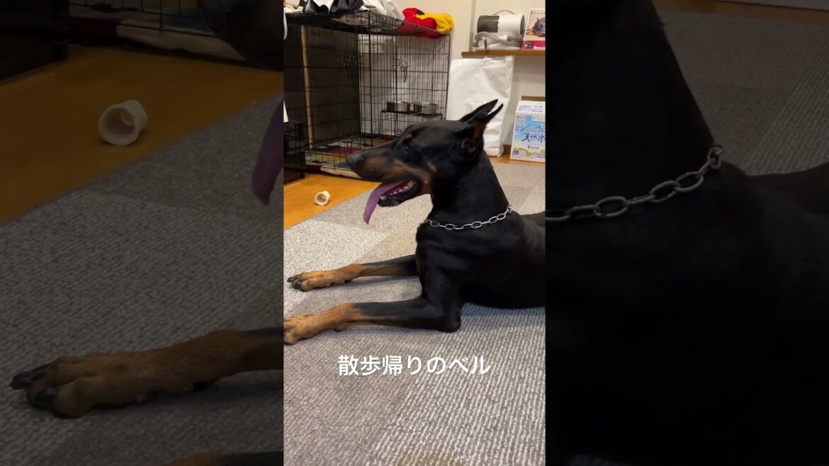 疲れてるのに疲れていないフリをするドーベルマン
