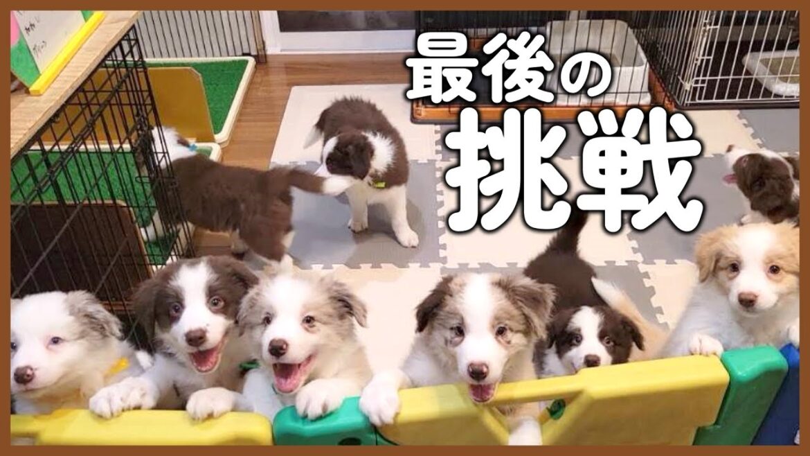 巣立つ前にこんな事もやったよ♪成功できるかな？【ボーダーコリー子犬】