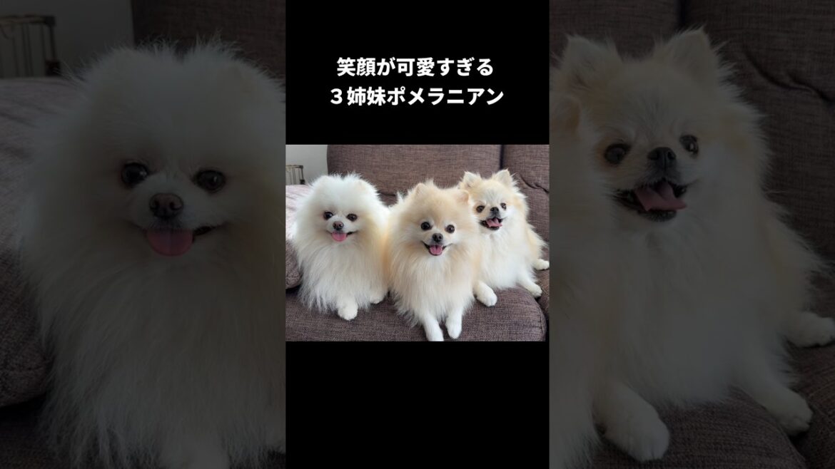 これがポメラニアンスマイルです！#ポメラニアン #pomeranian #포메라니안 #博美犬