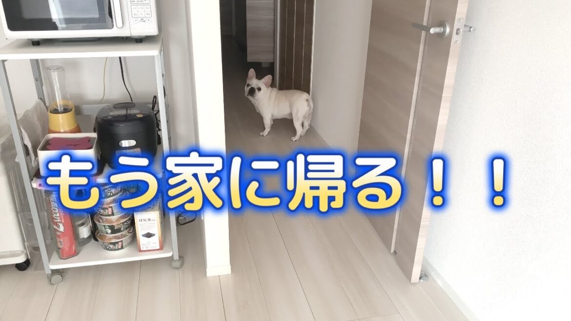 家に帰ろうとするぽーちゃんを撮影してみた！【フレンチブルドッグ frenchbulldog】