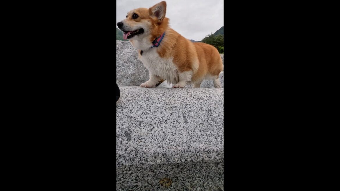 河原の大きな石の上を歩き回るコーギー / Corgi walking across the river boulder #コーギー #サクラ #corgi