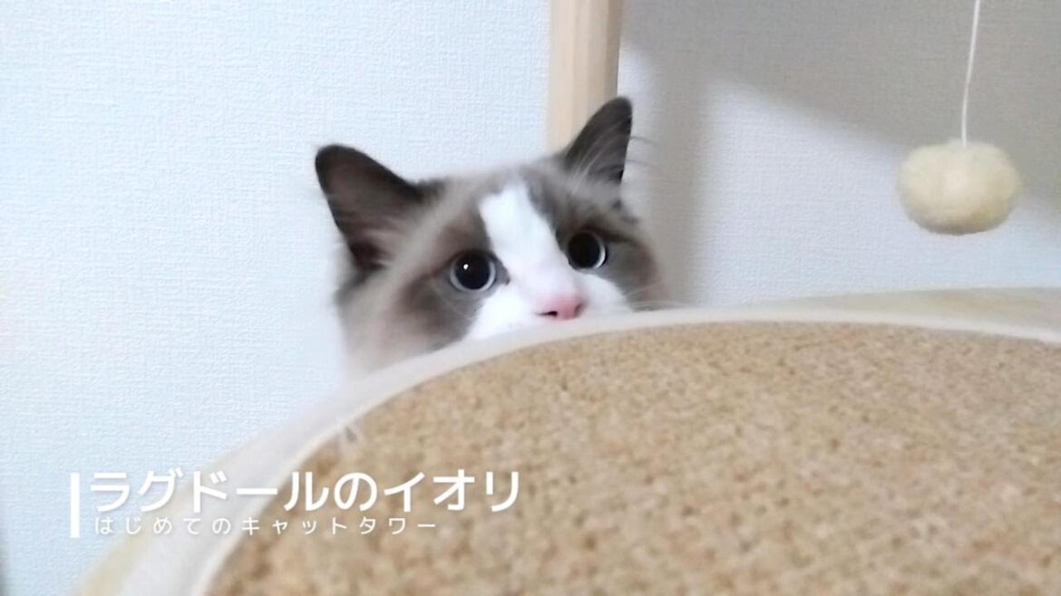 【ラグドール】はじめてのキャットタワー