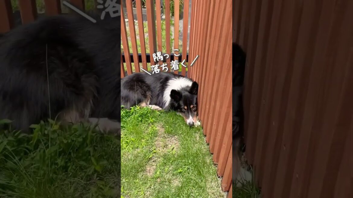 お庭でのんびりのオゥシーが可愛い　#オーストラリアンシェパード #dog #犬