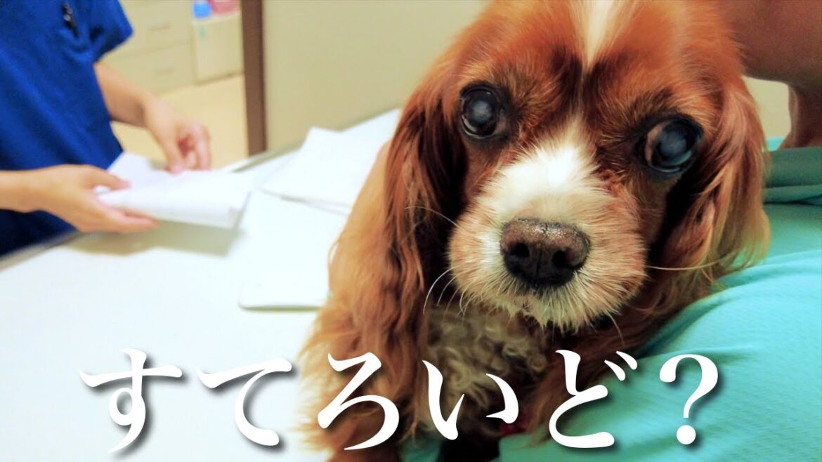 下痢から危険な状態に急変した愛犬の病気とステロイド治療による副作用