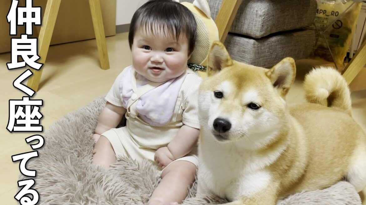 自分のベッドを赤ちゃんに占領されても怒らず大人の対応をする柴犬