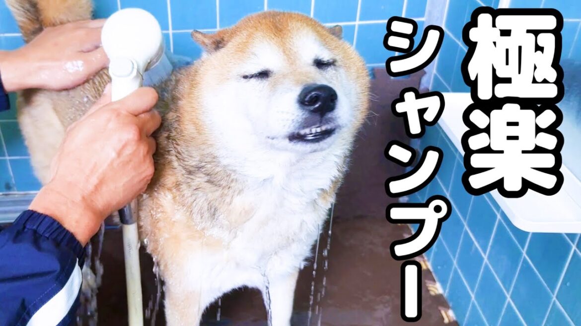 大好きな柴犬パパが…動揺を隠しきれない猫たちが可愛すぎました