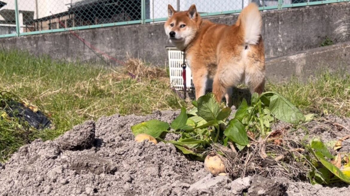 じゃがいもに全く興味がない農家の柴犬