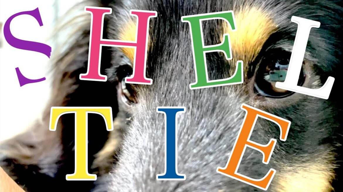 《シェットランドシープドッグ/SHETLAND SHEEPDOG》ペット超越ファミリー！子犬からの躾（しつけ）で無駄吠えしない、お利口さんなワンちゃんに！彼女の名はボーディ-Bodhi！셸티　셀티