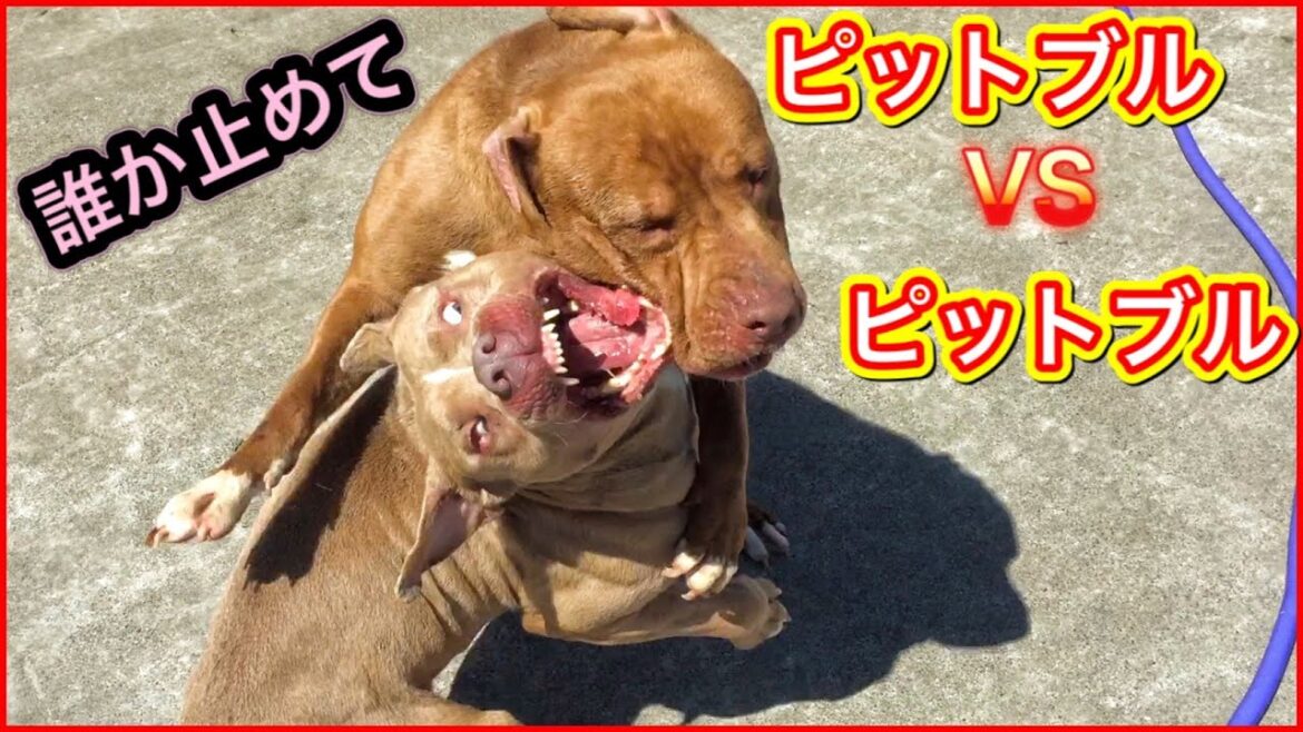 【ピットブル】喧嘩勃発？父vs息子のじゃれあいが激しすぎる！