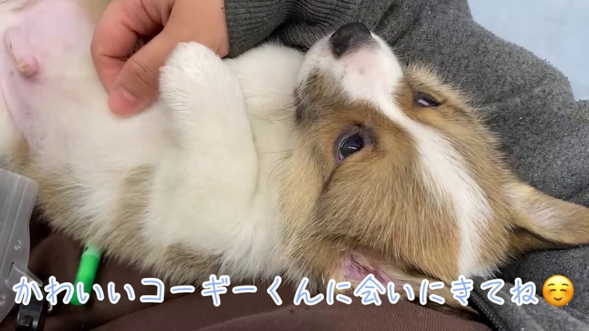 【ウェルシュコーギーペンブローク】ぷりけつが可愛いコーギーの子犬くん☆