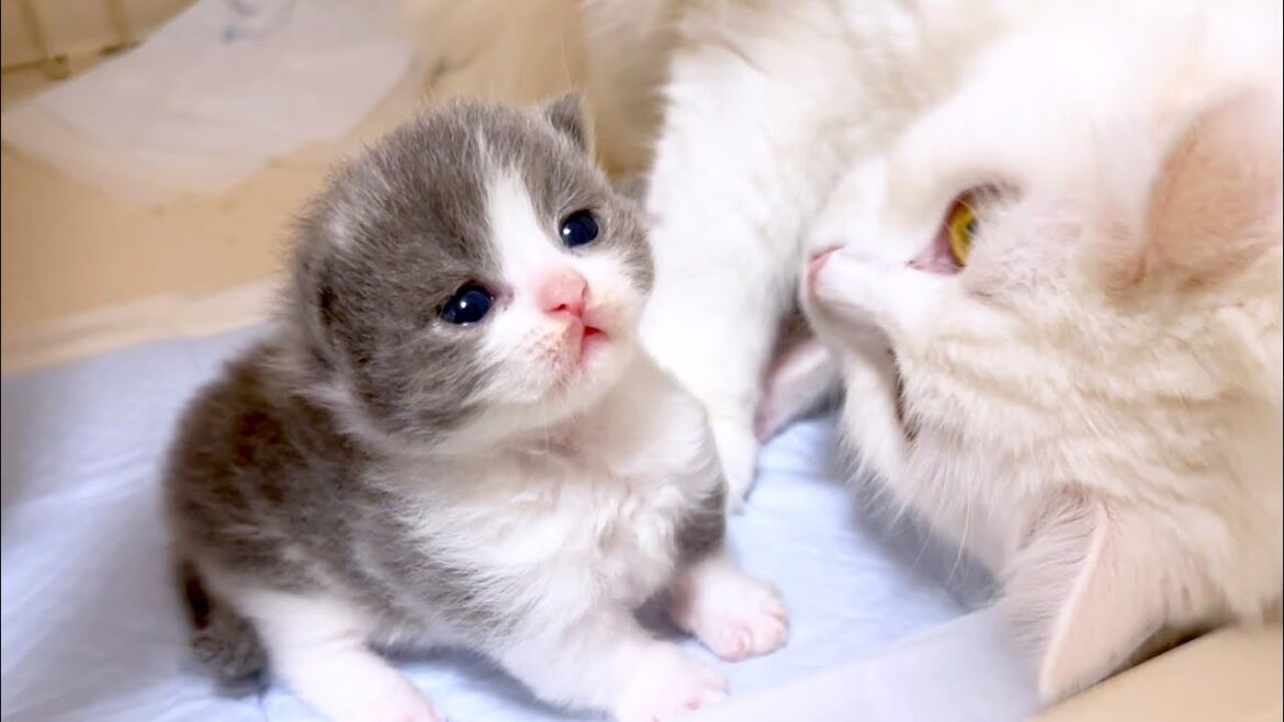 【マンチカンの子猫】開眼してクリクリな瞳のプニるんず達な件 ~猫のいる生活Vol.966~出産動画 マンチカン短足・ミヌエット・ペルシャ猫専門ブリーダー『ペット蔵人』【子猫の成長記録】 【マンチカンの子猫】開眼してクリクリな瞳のプニるんず達な件 ~猫のいる生活Vol.966~出産動画 マンチカン短足・ミヌエット・ペルシャ猫専門ブリーダー『ペット蔵人』【子猫の成長記録】