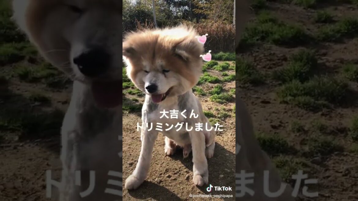 永遠のリーダー秋田犬「大吉」 #保護犬を飼おう #akitainu  #秋田犬