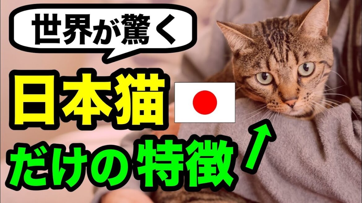 【日本猫の魅力】世界が驚く日本猫だけの特徴を獣医師が解説します