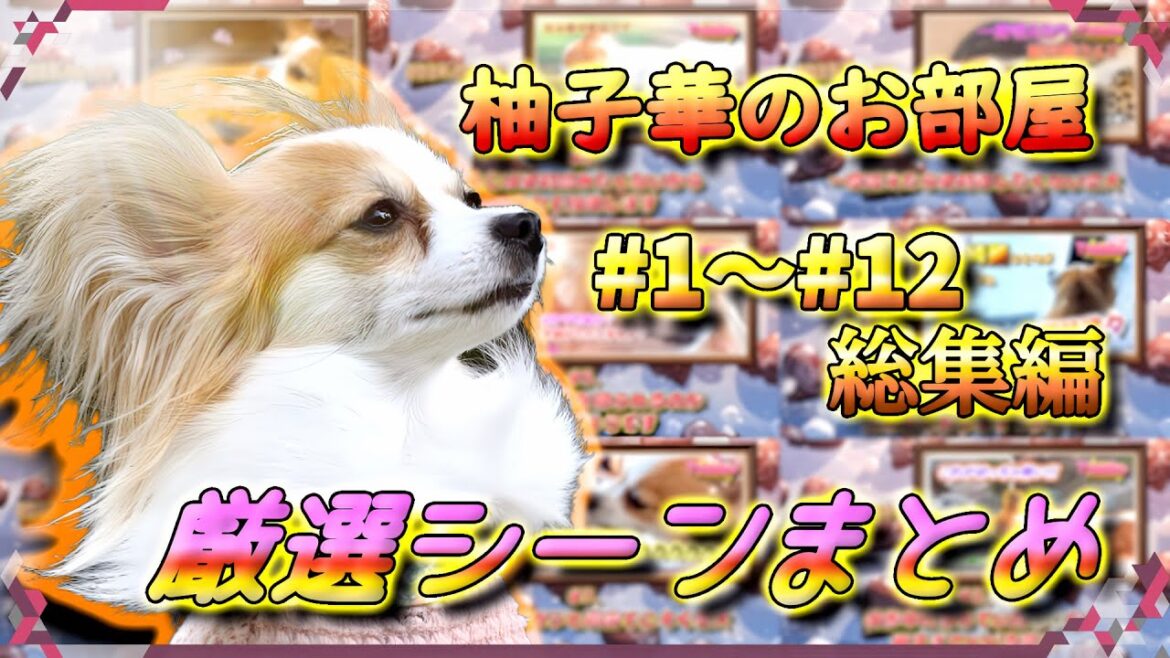【厳選シーンまとめ】柚子華のお部屋#1～#12総集編【ペット/パピヨン/柚子華】