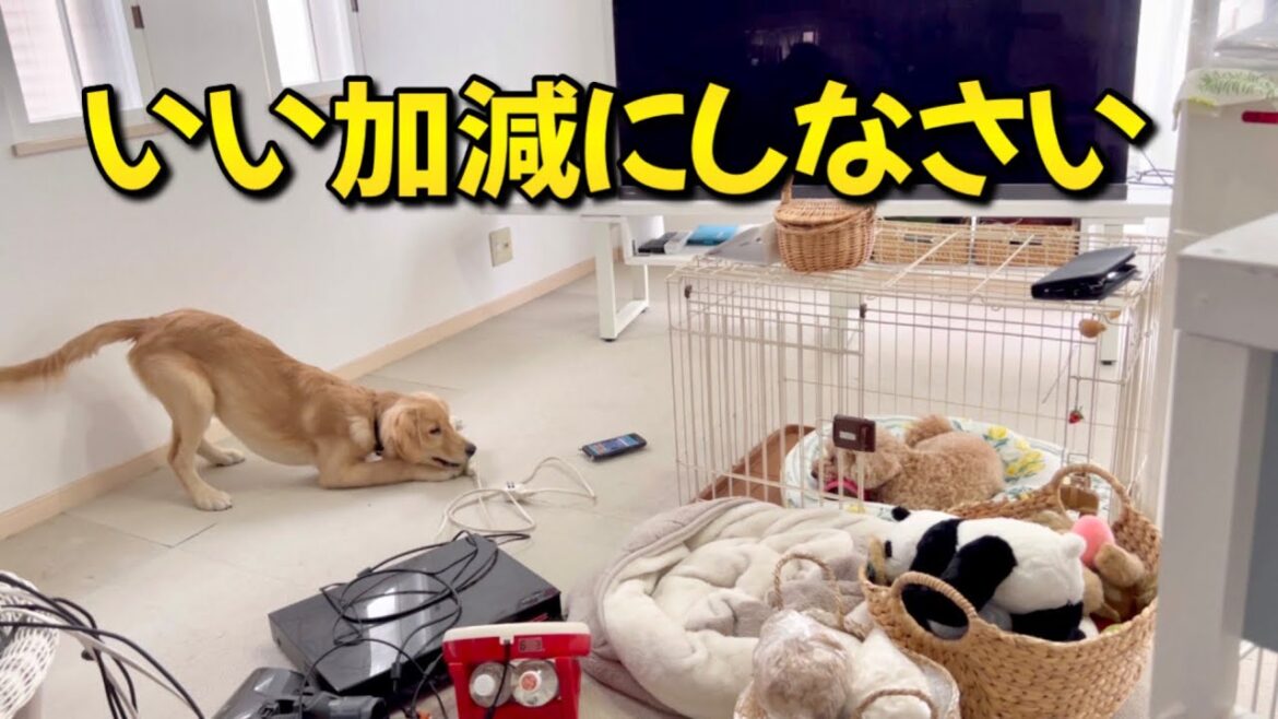 模様替えをしようとしたが、犬3匹いると全く進みません