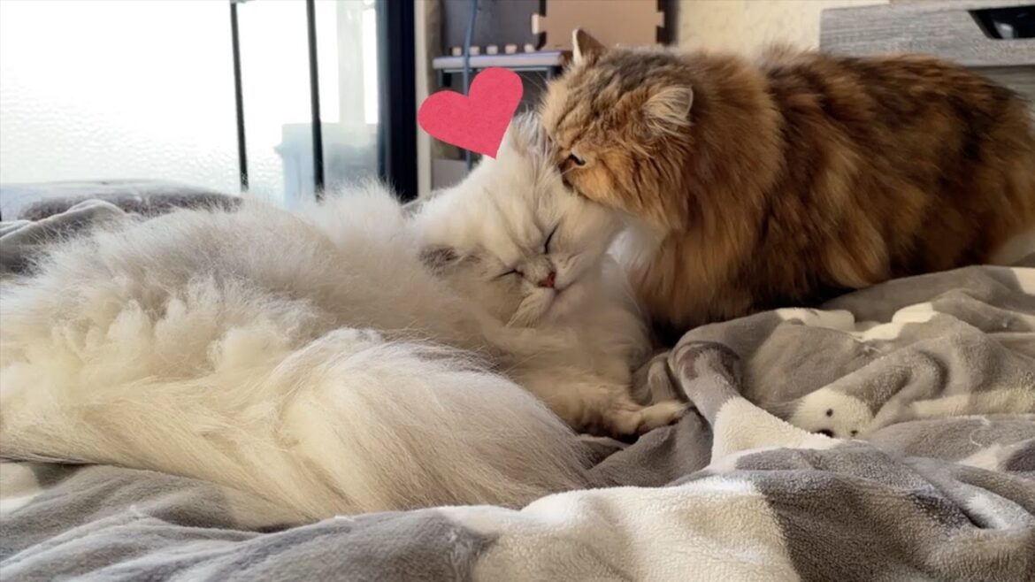 【ペルシャ猫】去勢避妊しても⁉️春から梅雨へ☔️季節の変わり目のペルシャ猫たち 【ペルシャ猫】去勢避妊しても⁉️春から梅雨へ☔️季節の変わり目のペルシャ猫たち