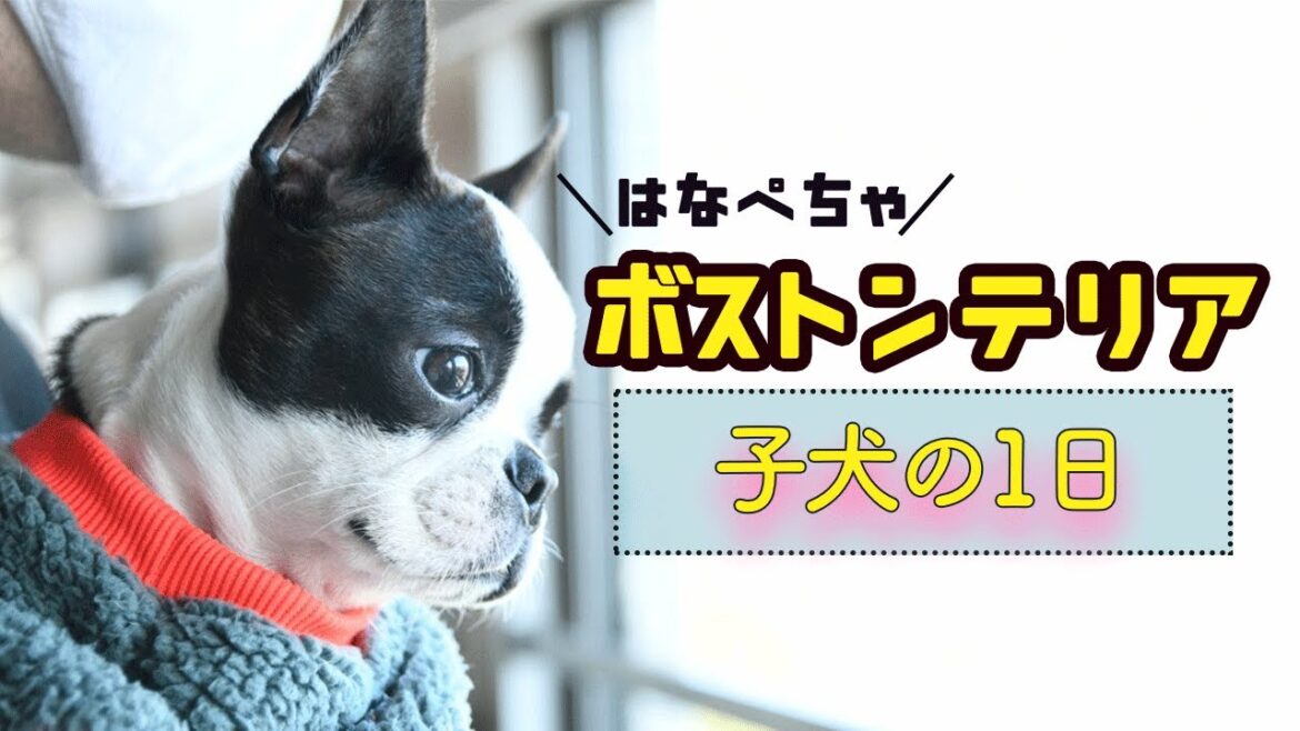 【子犬の1日】ボストンテリアパピーのデイリールーティン    – Daily routine of Boston Terrier Puppy – 【子犬の1日】ボストンテリアパピーのデイリールーティン    - Daily routine of Boston Terrier Puppy -