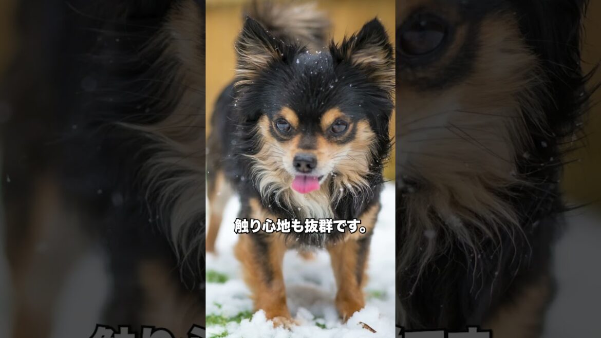 【チワワ解説動画】スムースとロング、どっちが飼いやすい？＃犬＃チワワ＃ロングコート