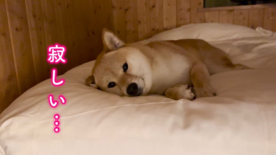 お泊まり先でママと一緒に寝れなくて寂しそうにいじける柴犬が可愛い