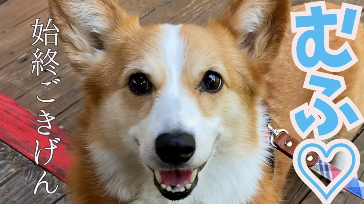 愛犬と素敵カフェに行ったらご機嫌すぎました