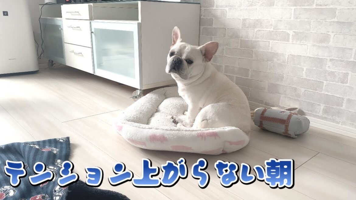 なんかわかんないけど朝からイライラな日【フレンチブルドッグ frenchbulldog】
