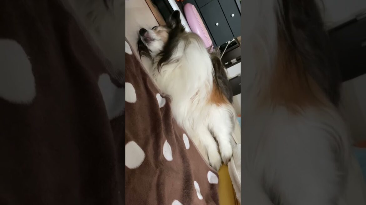 《シェルティ》 伸び伸び〜 やっぱり今日も眠たいな🥱