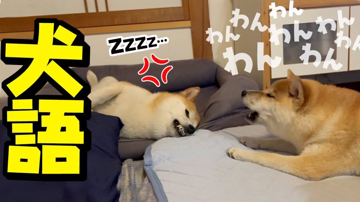 妹犬に犬語で起こされムキ顔をキメながら寝落ちする姉犬が面白可愛い 妹犬に犬語で起こされムキ顔をキメながら寝落ちする姉犬が面白可愛い