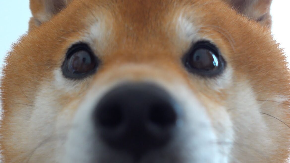 子猫と先住猫の騒ぎに柴犬の親分涙目‥するとそこへ母親役の柴犬が。