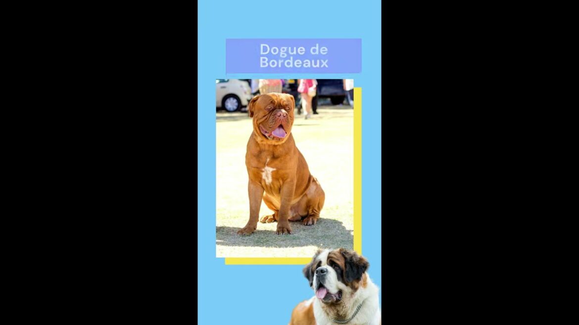 Top 10 Largest Dog Breeds #shorts