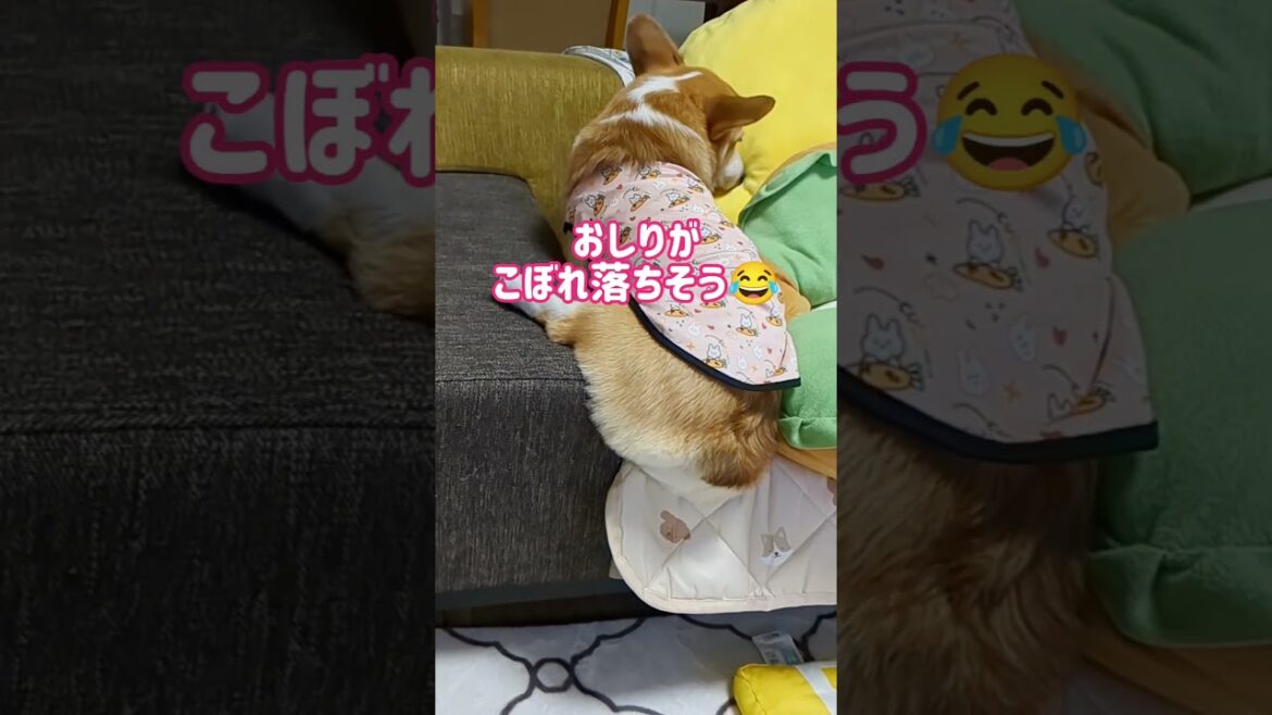 コーギーのおしりがこぼれ落ちそうでかわいい
