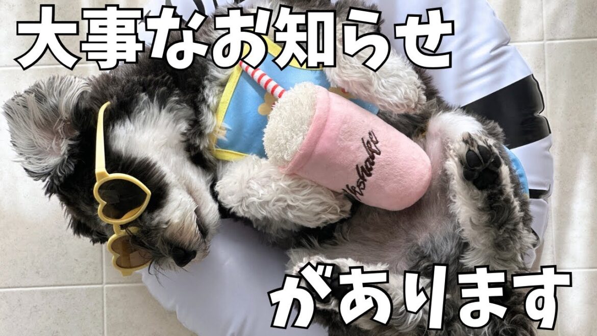 【お知らせがあります】紳士的？なミニチュアシュナウザーが飼い主を守る！？