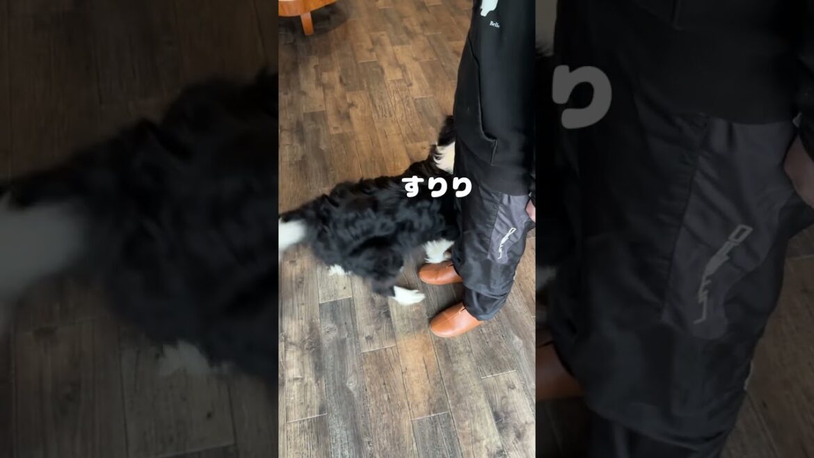 飼い主と常にゼロ距離で居たい甘えん坊犬#ボーダーコリー #ボーダーコリーのまろ #犬 #かわいい犬 #ショート #dog #bordercollie #shorts