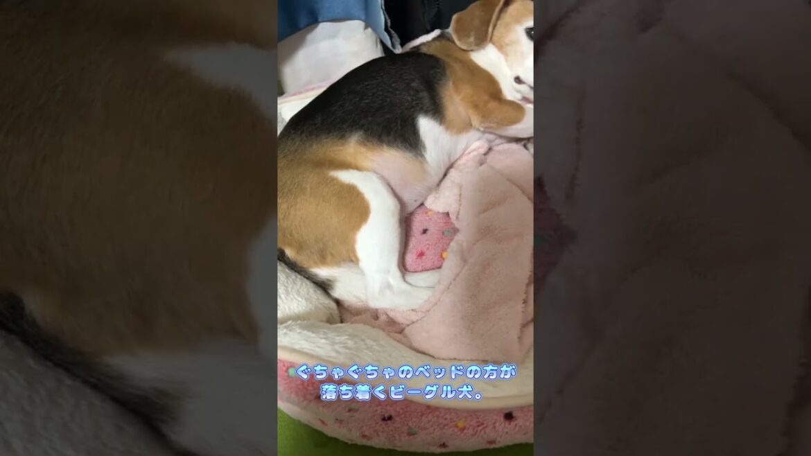 【保護犬】ぐちゃぐちゃのベッドの方が落ち着くビーグル犬。【Beagle Dog】 【保護犬】ぐちゃぐちゃのベッドの方が落ち着くビーグル犬。【Beagle Dog】