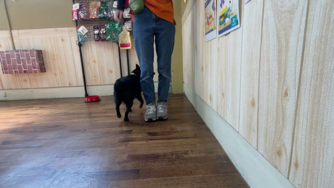 スキッパーキの”オセルくん”と”アラウンド”に挑戦！