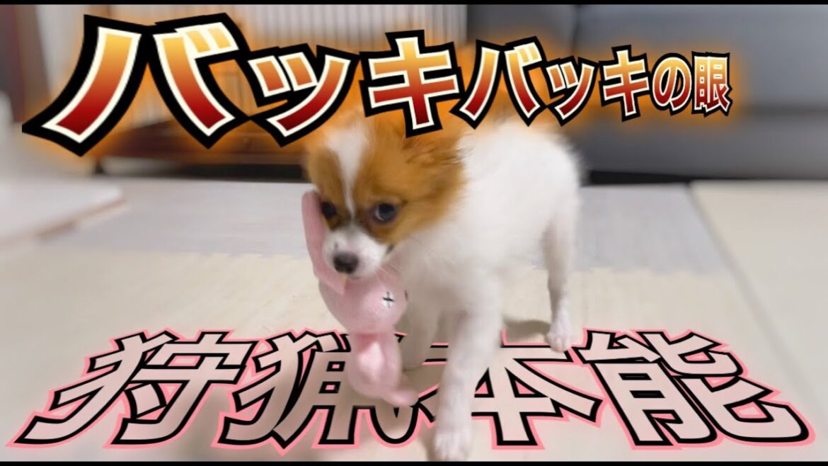 【子犬の狩猟本能‼︎】バッキバッキの眼『こむぎ 』 【子犬の狩猟本能‼︎】バッキバッキの眼『こむぎ 』