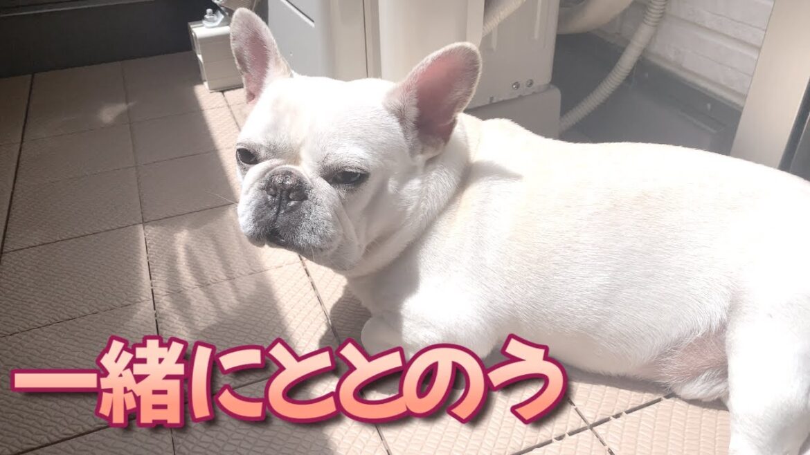暑くてもベランダでととのうおじさん仲間【フレンチブルドッグ frenchbulldog】 暑くてもベランダでととのうおじさん仲間【フレンチブルドッグ frenchbulldog】