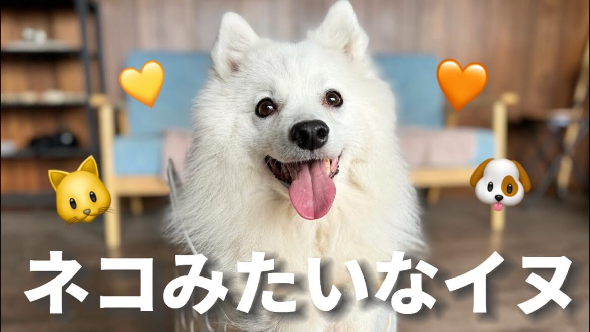 ネコみたいな日本スピッツ犬にカゴを渡したらこうなりました🐱🐶