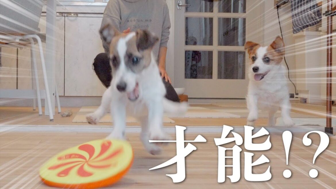 5ヶ月の子犬にディスクを教えたら才能の違いを感じました/ジャックラッセルテリア